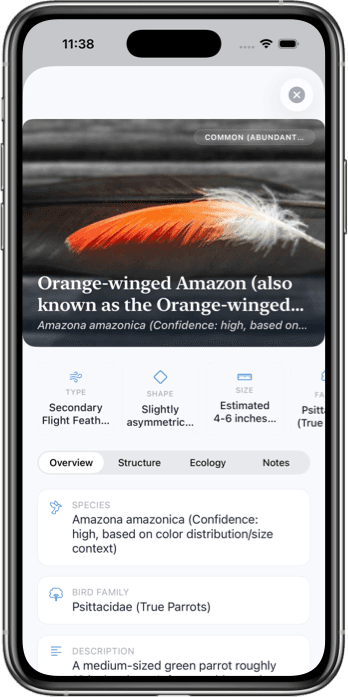 Feather Identifier app showing an identified feather